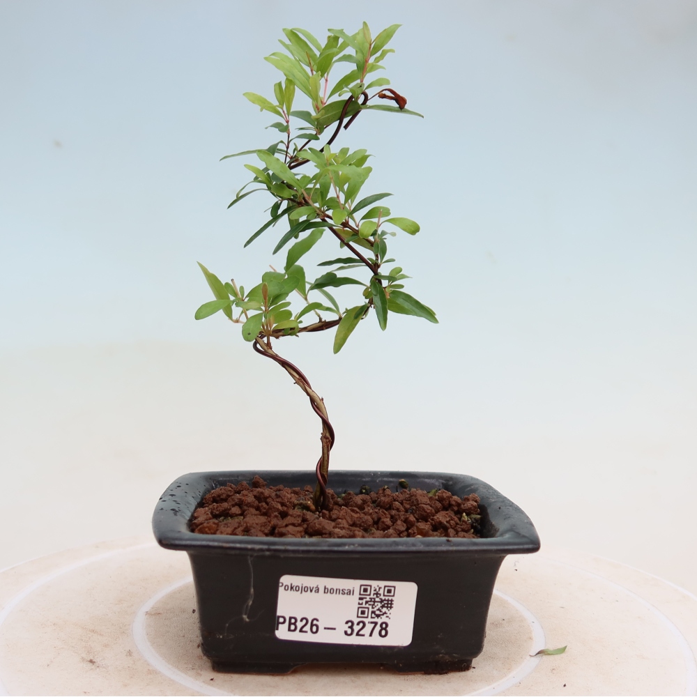 Camera bonsai-PUNICA granatum nana-Mela granata