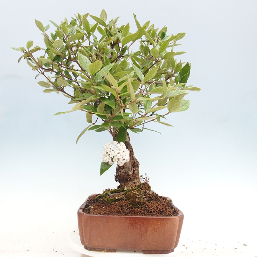 Bonsai da esterno - Kalina Bodnanská - Viburum carlesii hemsi