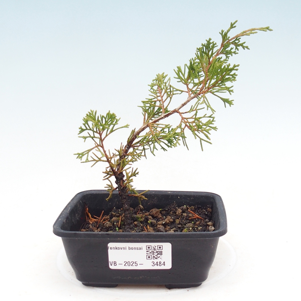 Bonsai da esterno - Juniperus chinensis Itoigawa