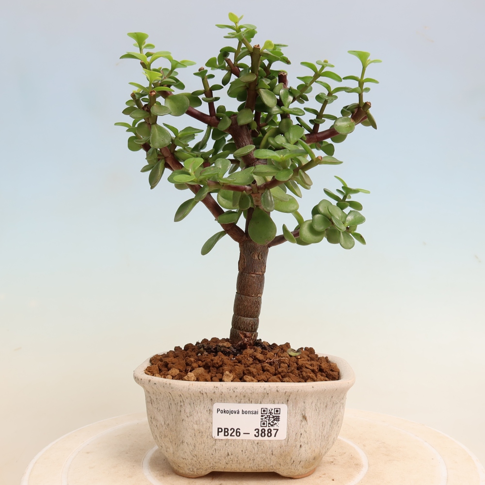 Camera bonsai - Portulakaria Afra - Tlustice