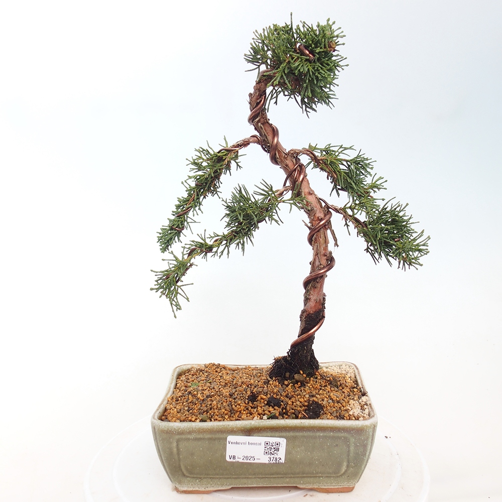 Bonsai da esterno - Juniperus chinensis Kishu