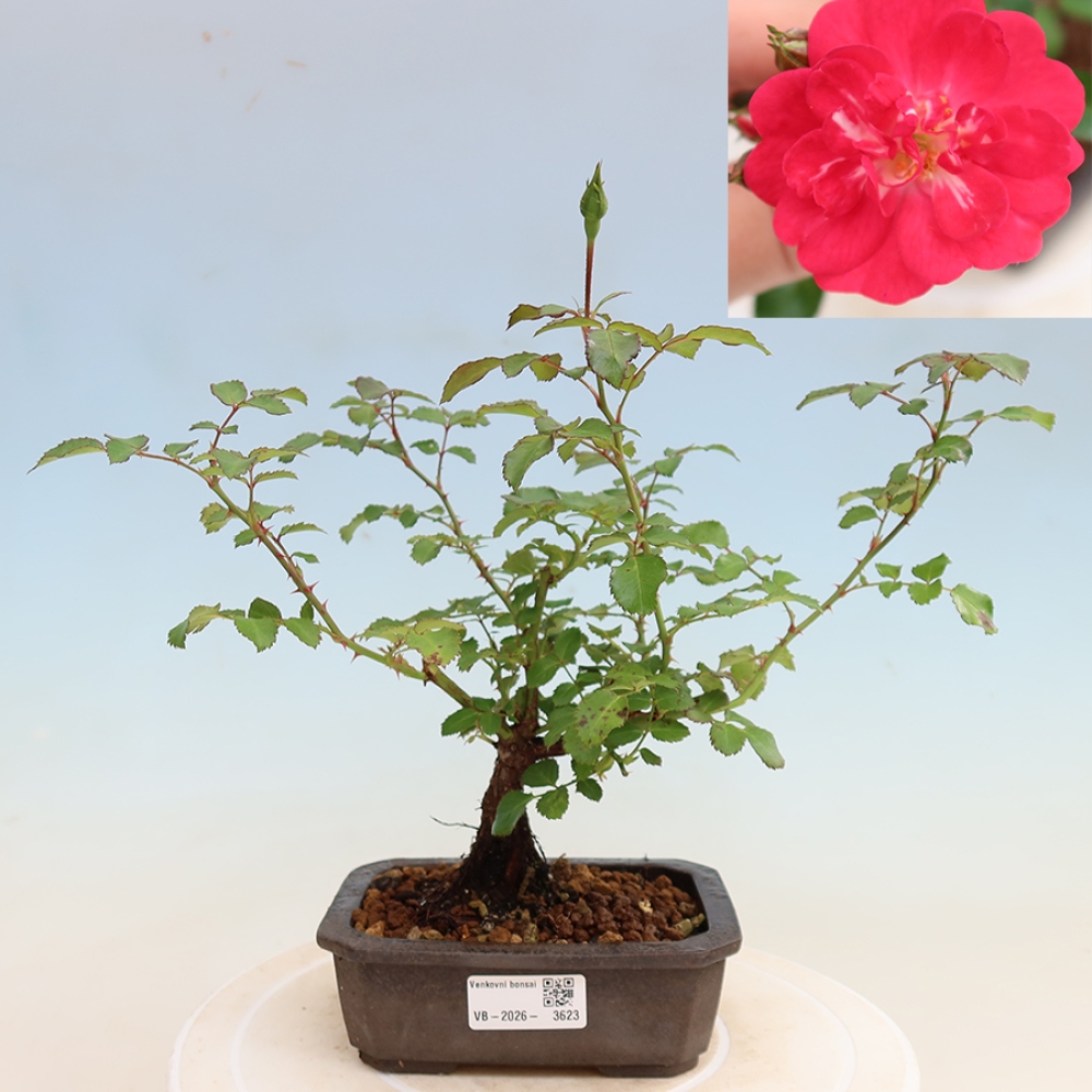 Bonsai da esterno - Rosa Kordes - rosa