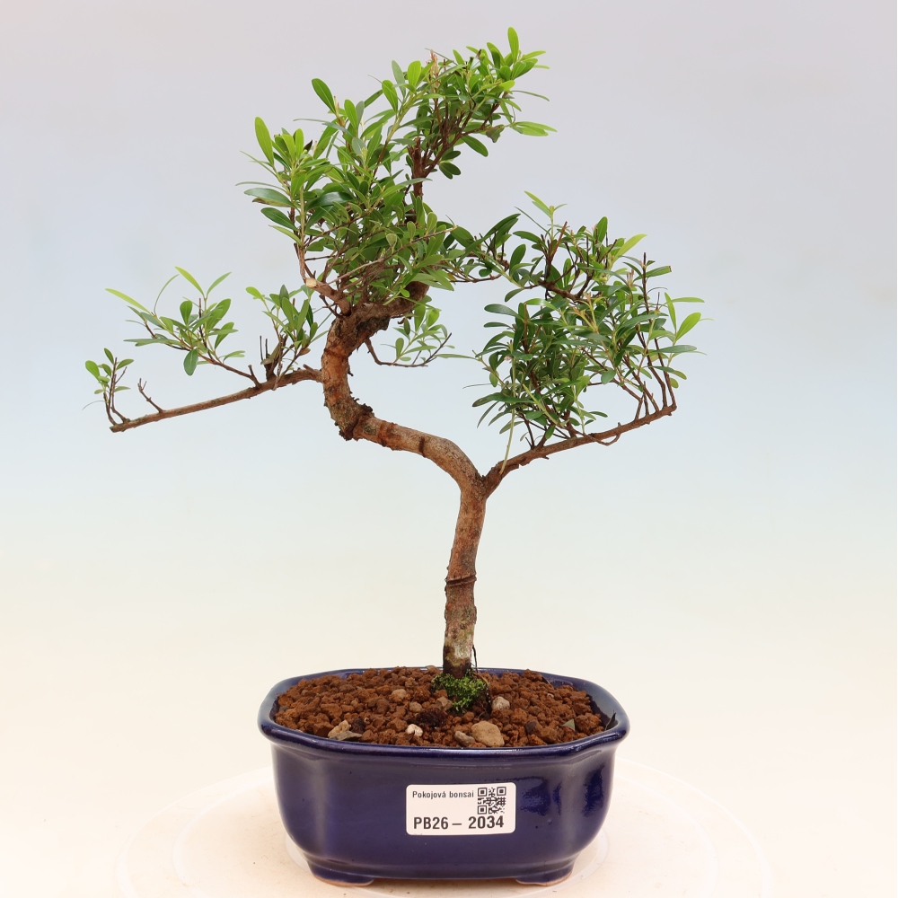 Camera bonsai - Syzygium - Pimento