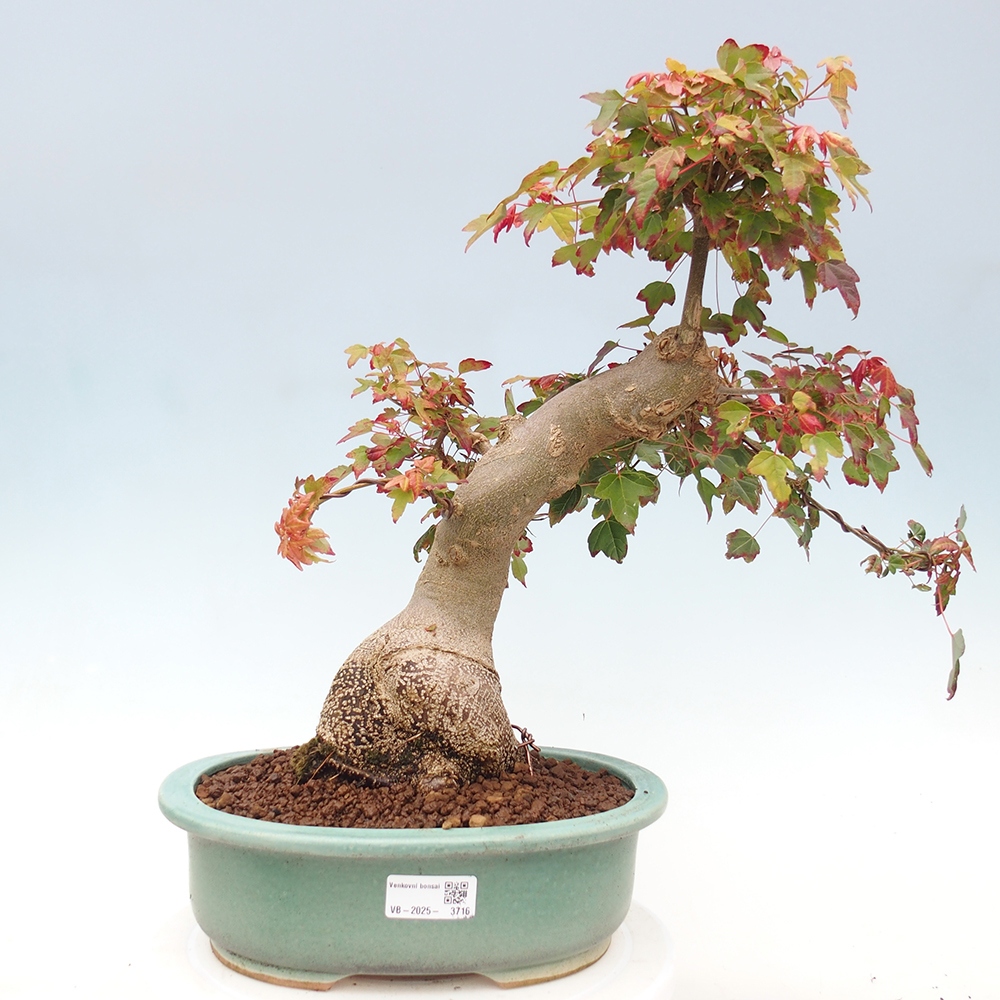Bonsai da esterno - Acer Buergerianum - Acero di Burger
