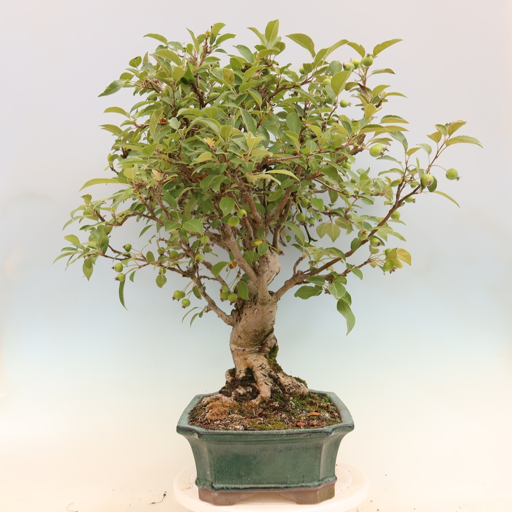 Bonsai da esterno -Malus halliana - Melo a frutto piccolo