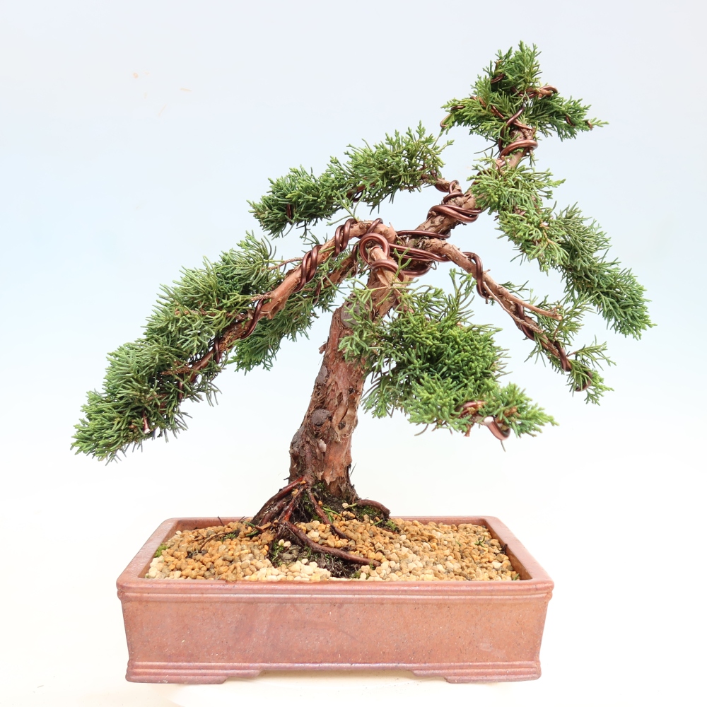 Bonsai da esterno - Juniperus chinensis Kishu