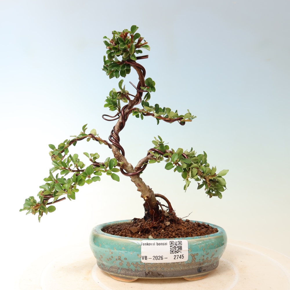 Bonsai da esterno - Cotoneaster horizontalis - Montagna rocciosa