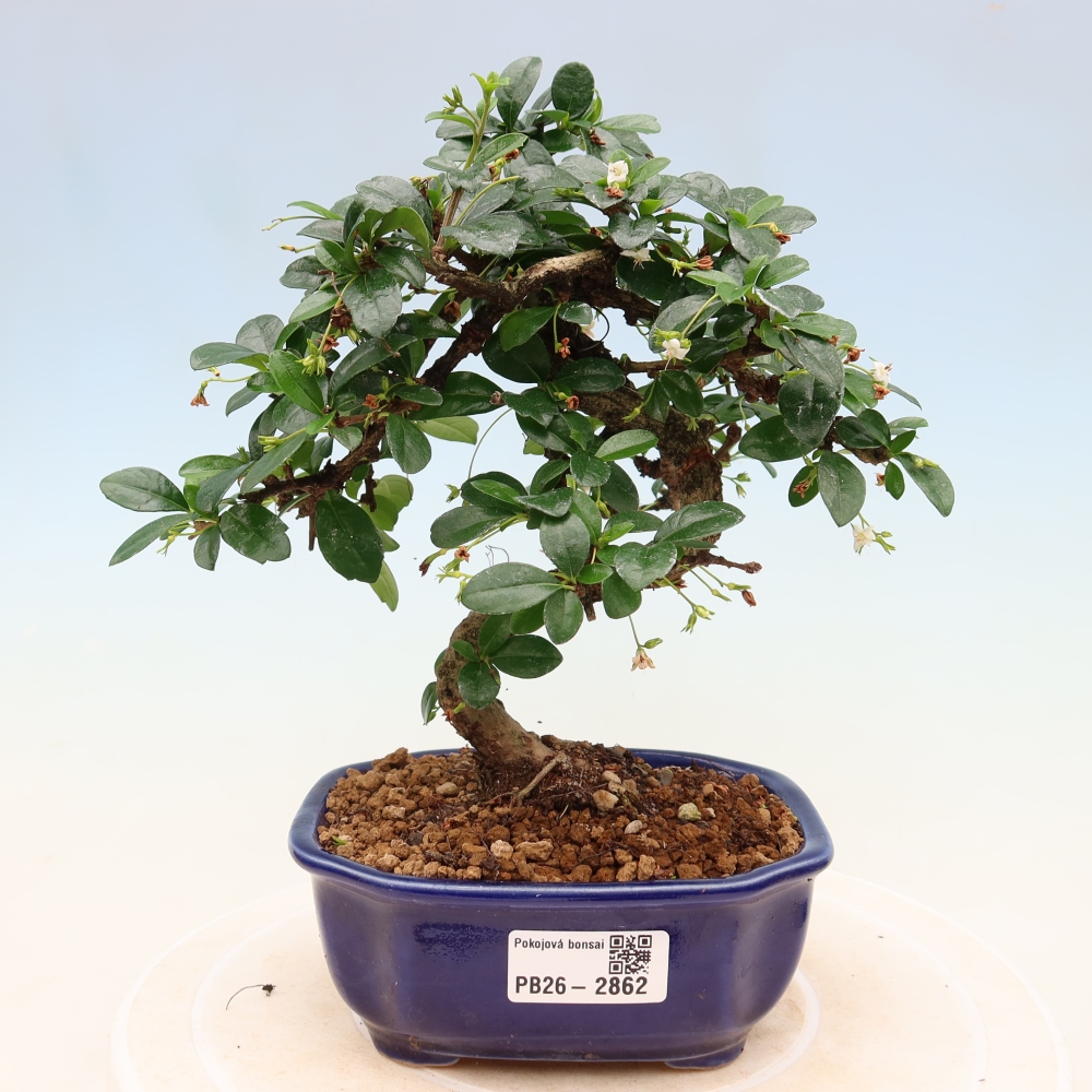 Camera bonsai - Carmona macrophylla - Tea fuki