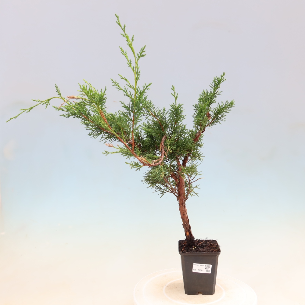 Bonsai da esterno - Juniperus chinensis Kishu