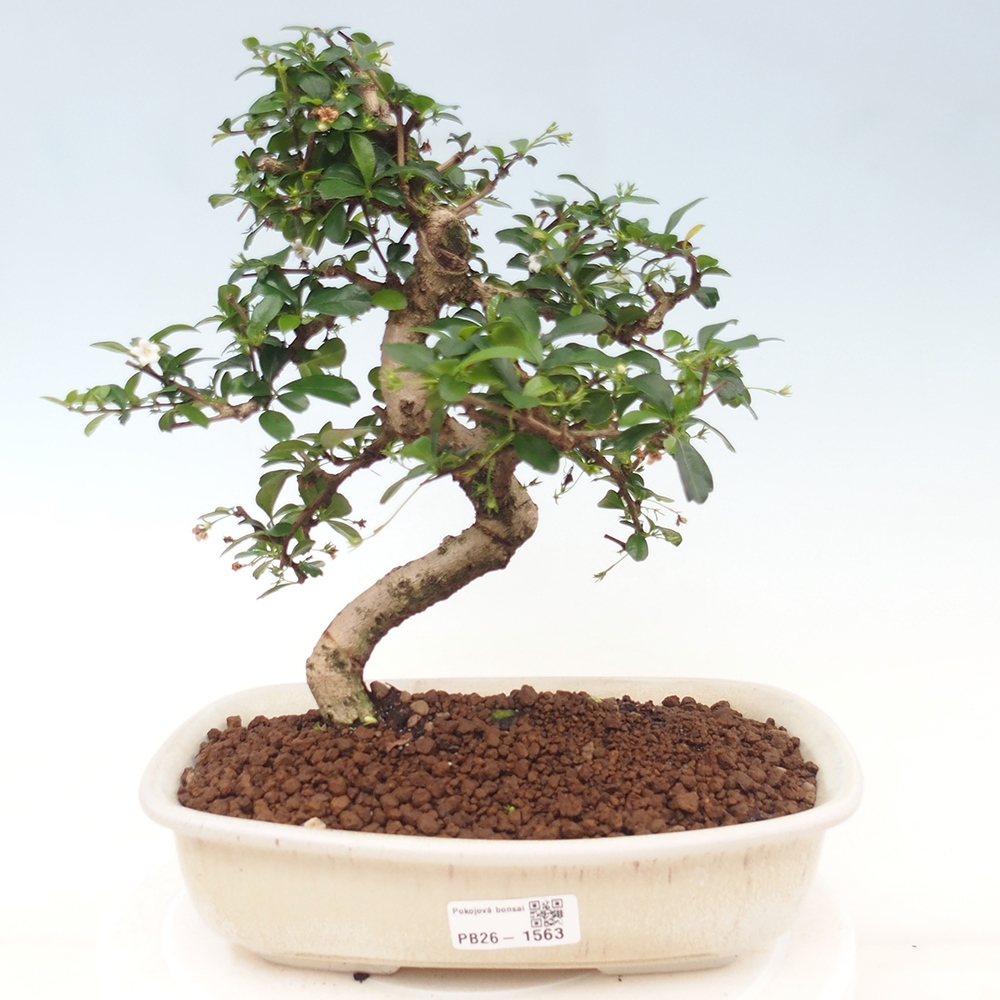 Camera bonsai - Carmona macrophylla - Tea fuki
