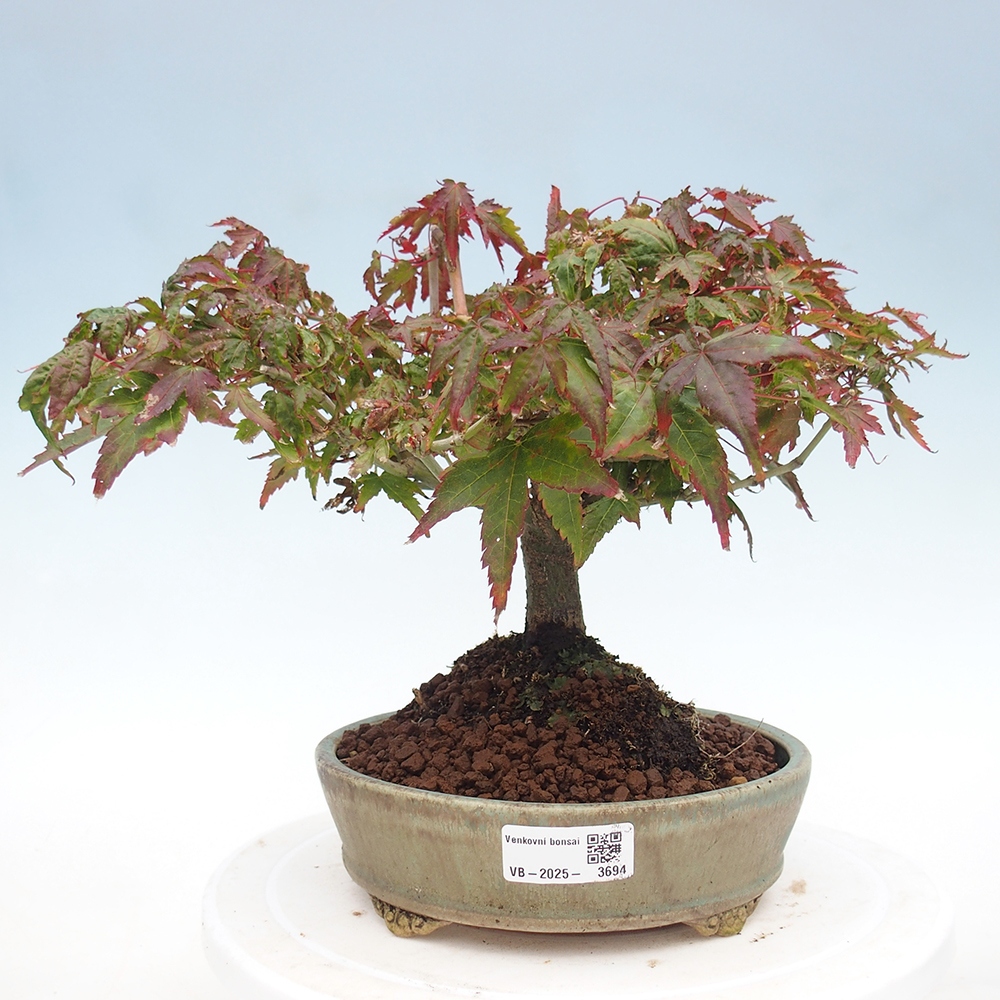 Acer palmatum KIOHIME - Acero palmato