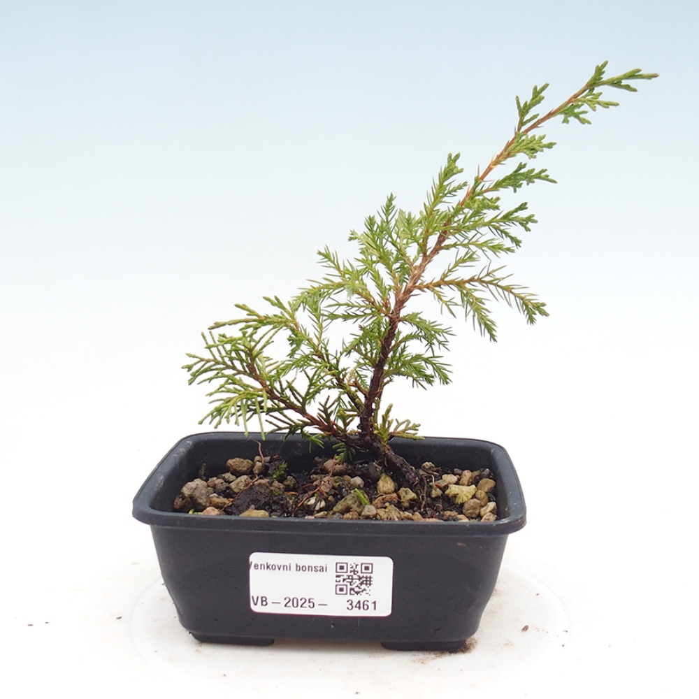 Bonsai da esterno - Juniperus chinensis Itoigawa