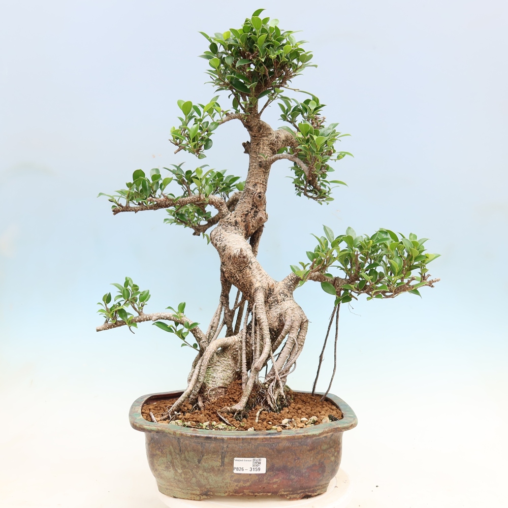 Camera bonsai - Ficus kimmen - ficus a foglie piccole