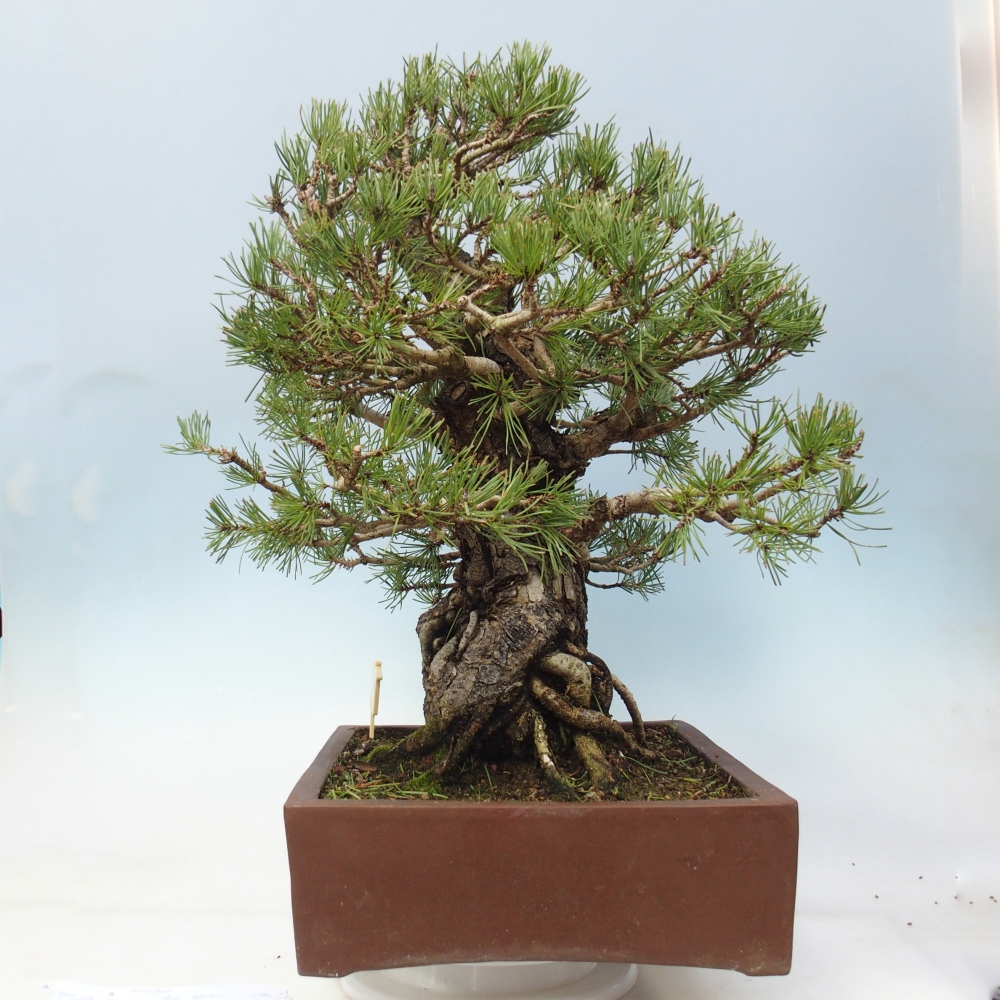 Bonsai da esterno - Pinus sylvestris - Pinus sylvestris