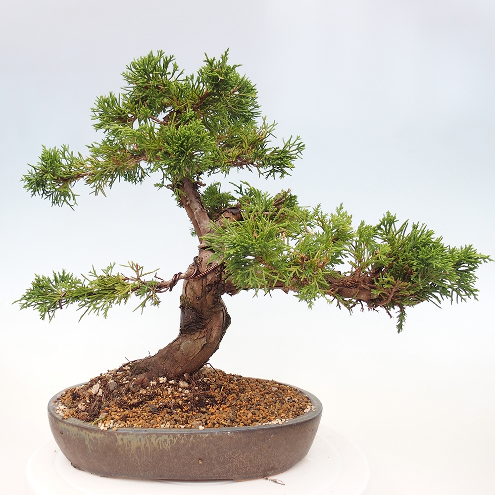 Bonsai da esterno - Juniperus chinensis Itoigawa