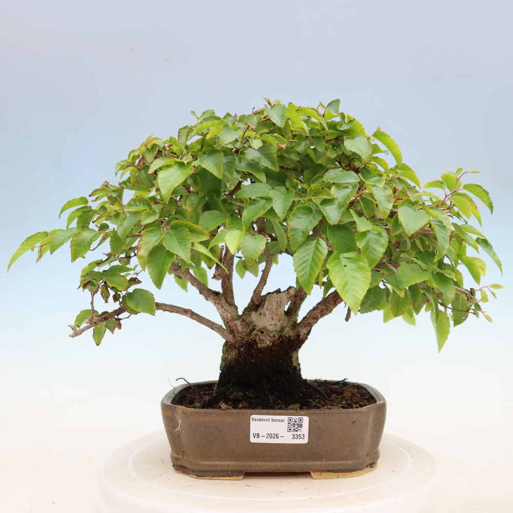 Bonsai da esterno -Carpinus Coreana - Carpino coreano