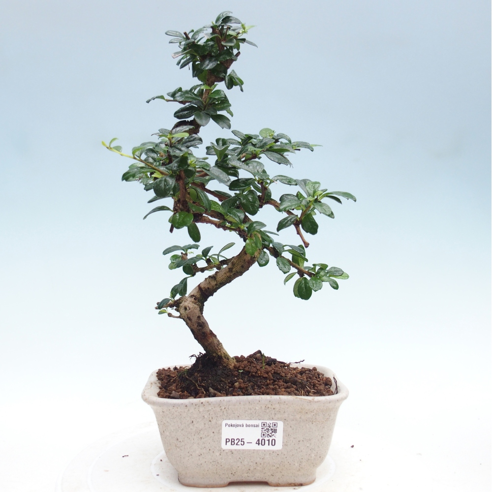 Camera bonsai - Carmona macrophylla - Tea fuki