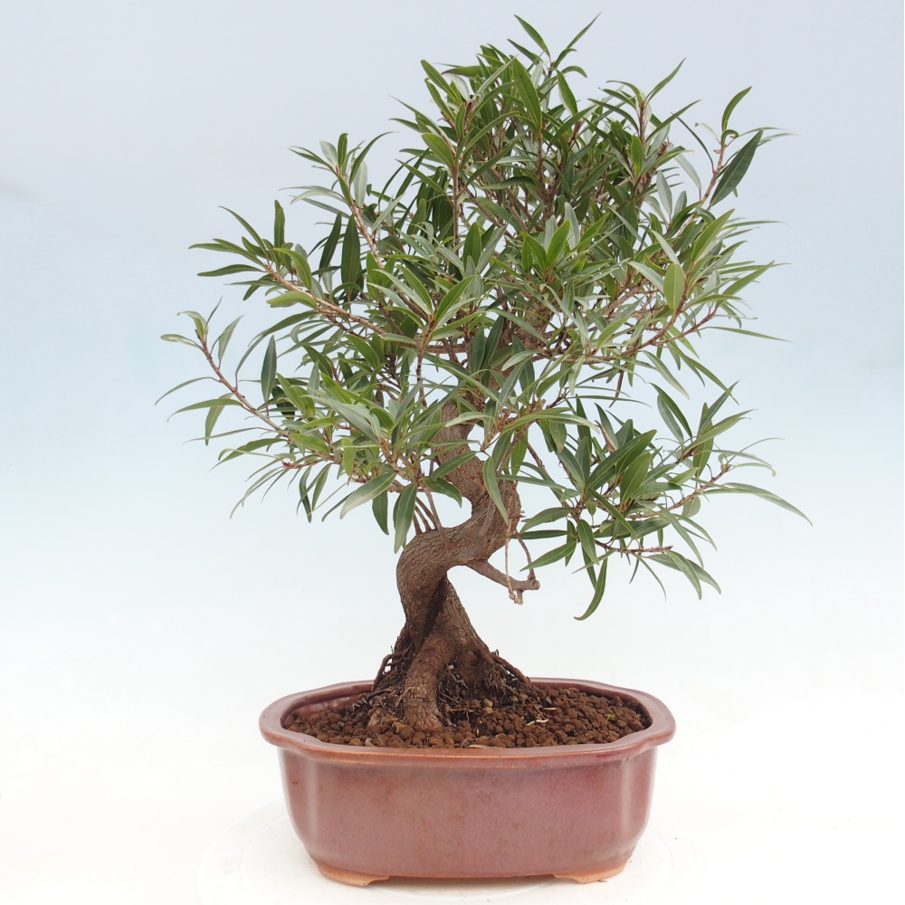 Camera bonsai - Ficus nerifolia - ficus a foglie piccole