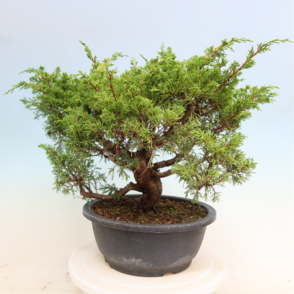 Bonsai da esterno - Juniperus chinensis Itoigawa-Juniperus chinensis