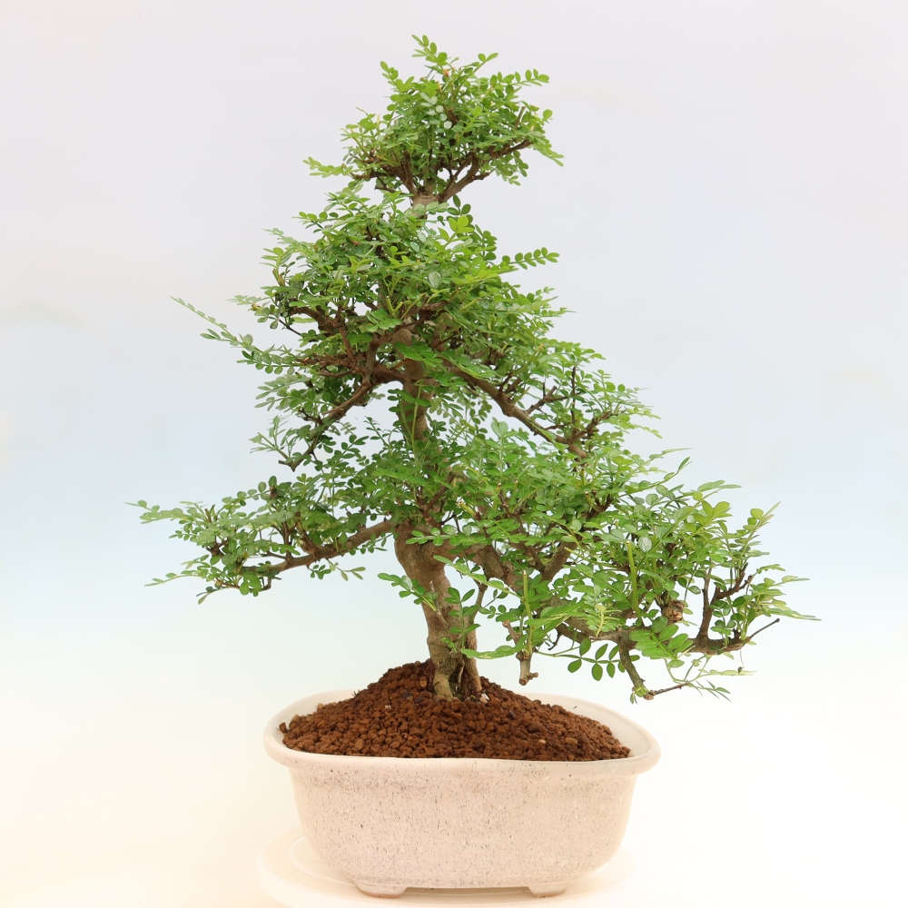 Camera bonsai - Zantoxylum piperitum - albero del pepe