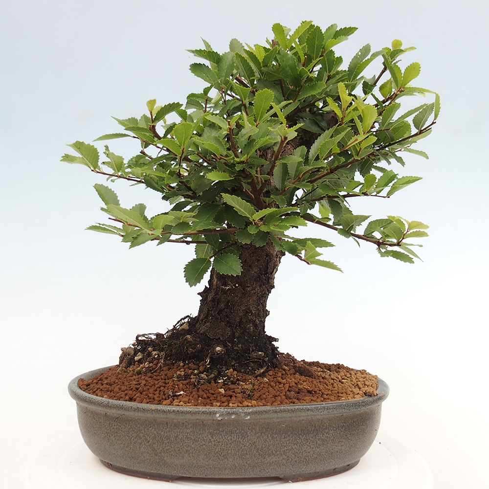 Bonsai da esterno - Zelkova - Zelkova NIRE