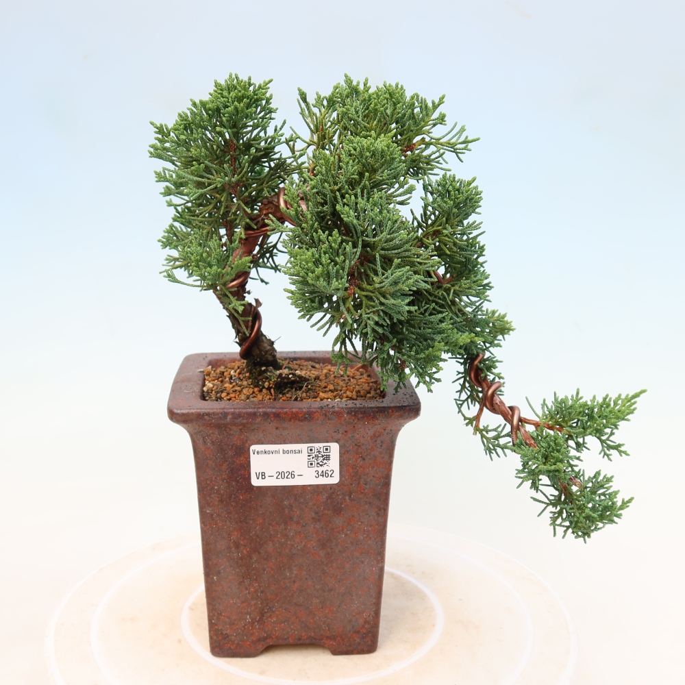Bonsai da esterno - Juniperus chinensis Kishu