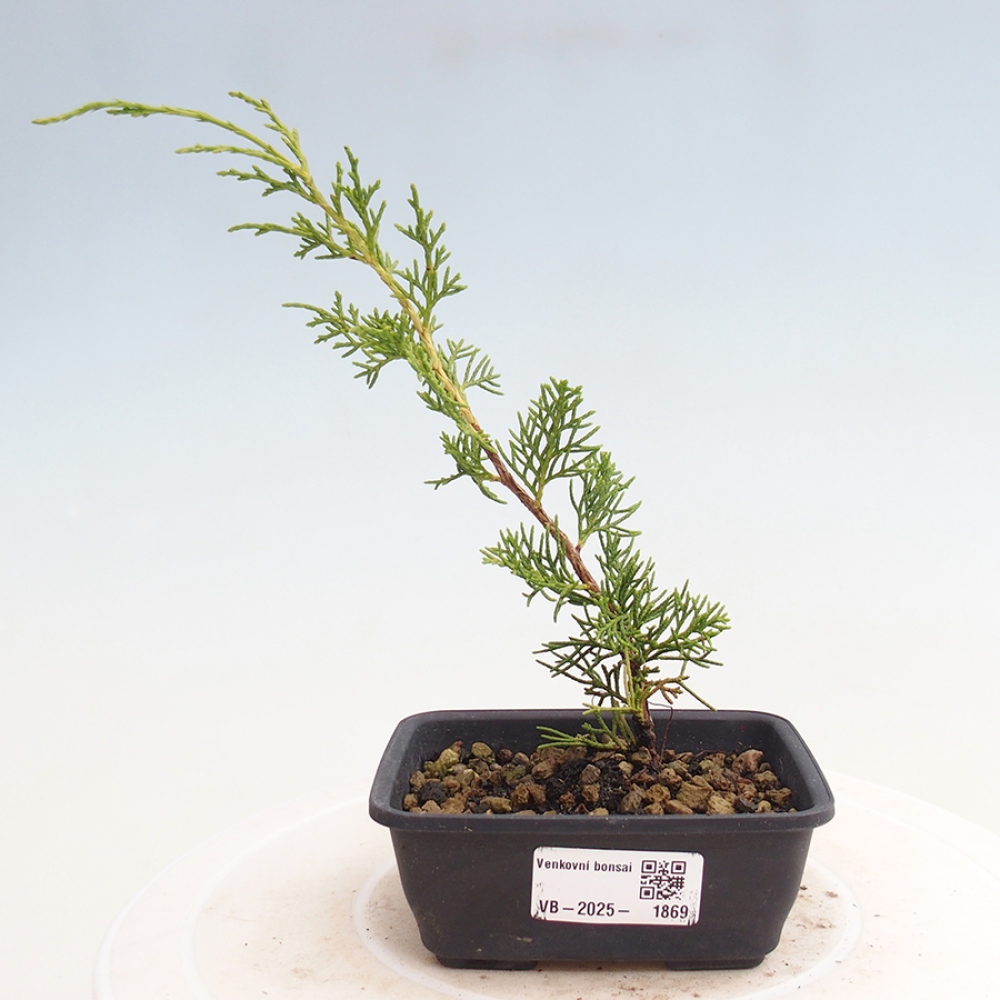 Bonsai da esterno - Juniperus chinensis Itoigawa