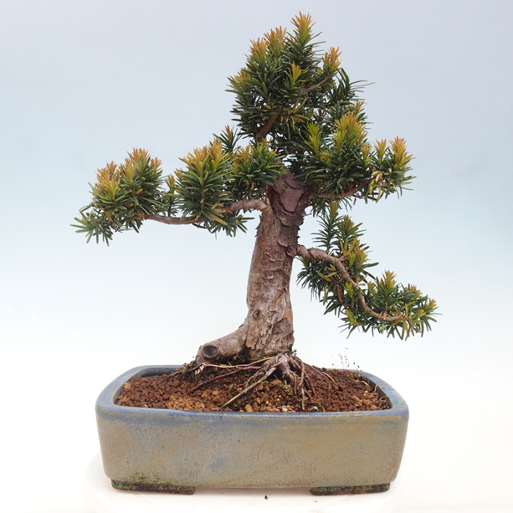 Bonsai da esterno - Taxus cuspidata - Tasso giapponese