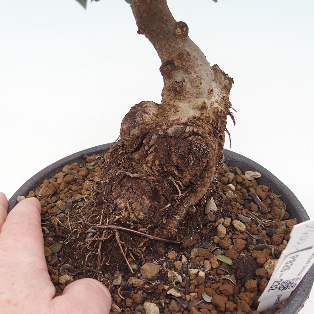 Bonsai da interno - Olea europaea sylvestris