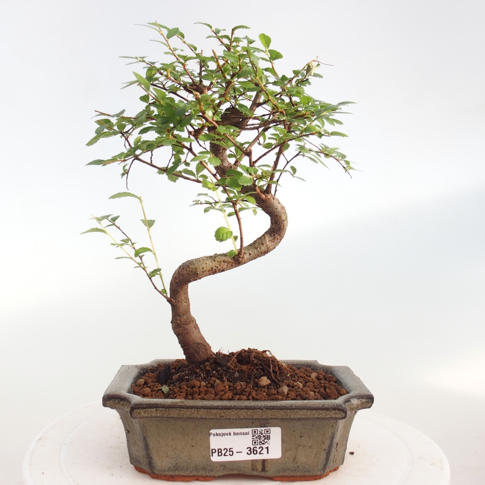 Camera bonsai - Ulmus parvifolia - Olmo a foglie piccole