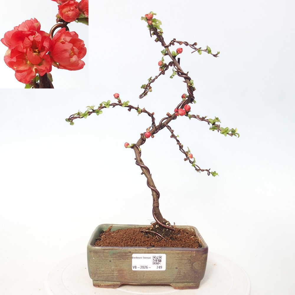 Bonsai da esterno - Chaneomeles s. Red Joy - Cotogno