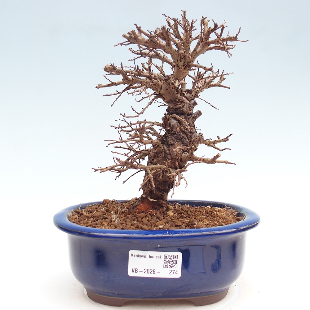 Bonsai da esterno - Zelkova - Zelkova NIRE