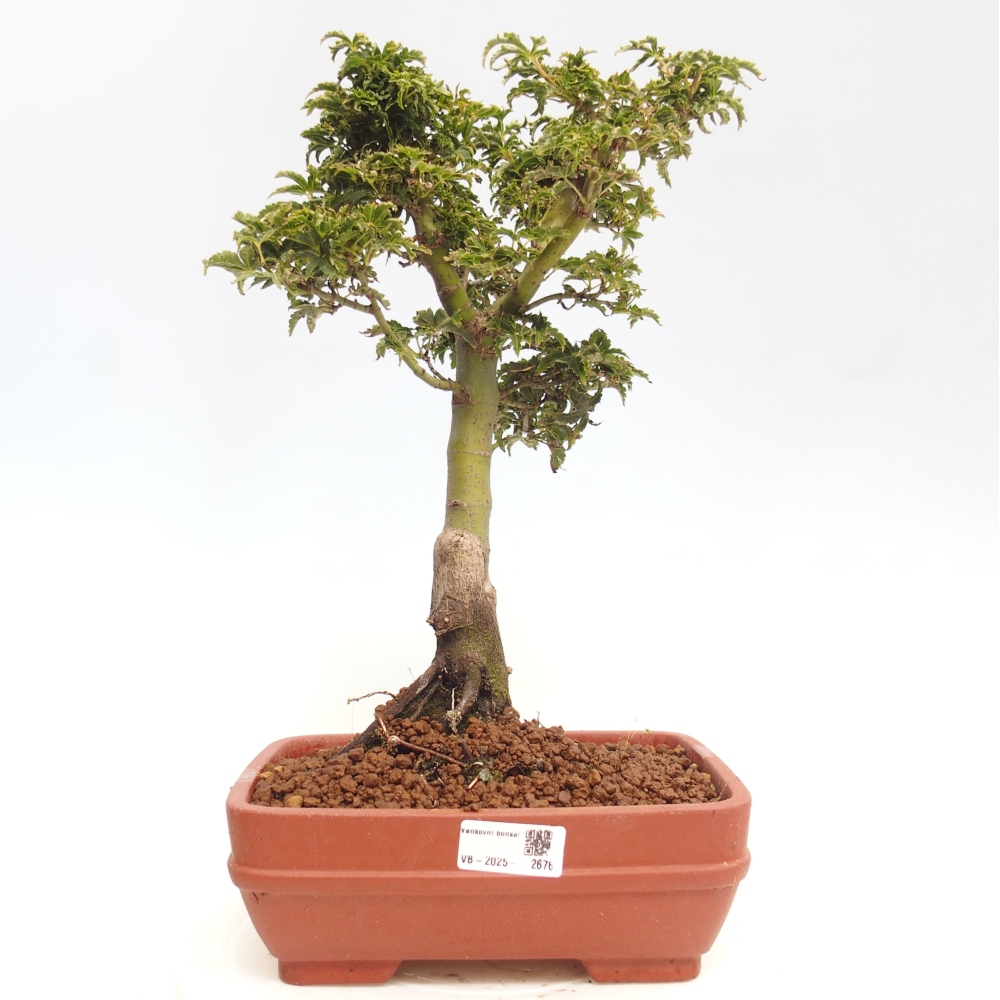 Bonsai da esterno -Palma di Giava Acer palmatum Shishigashira