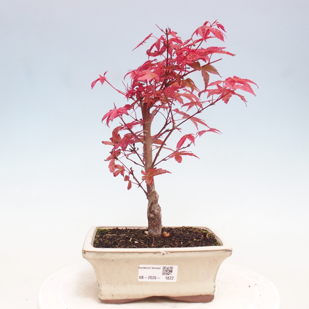 Bonsai da esterno - Acer palmatum DESHOJO