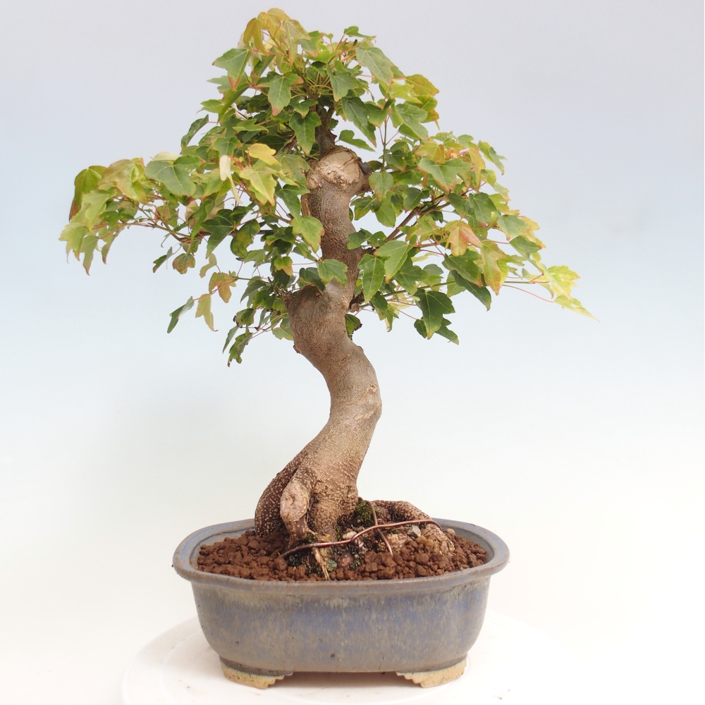 Bonsai da esterno - Acer Buergerianum - Acero di Burger