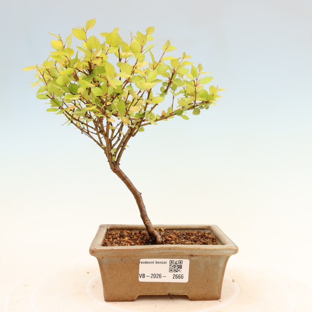 Bonsai da esterno - betulla nana - Betula NANA Golden Treasure