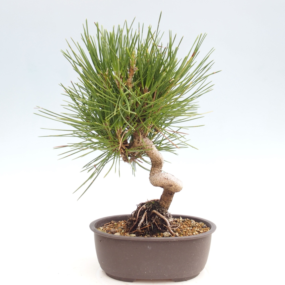 Bonsai da esterno - Pinus thunbergii - Pino di Thunberg