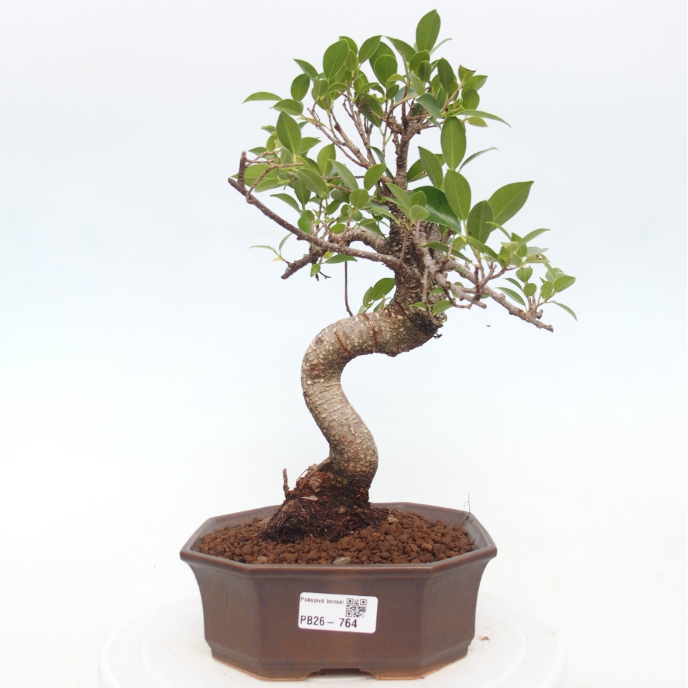 Camera bonsai - Ficus retusa - ficus a foglie piccole