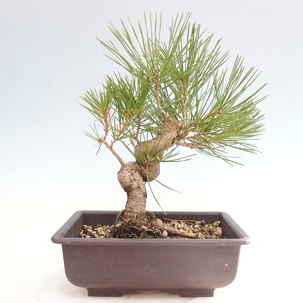 Bonsai da esterno - Pinus thunbergii - Pino di Thunberg
