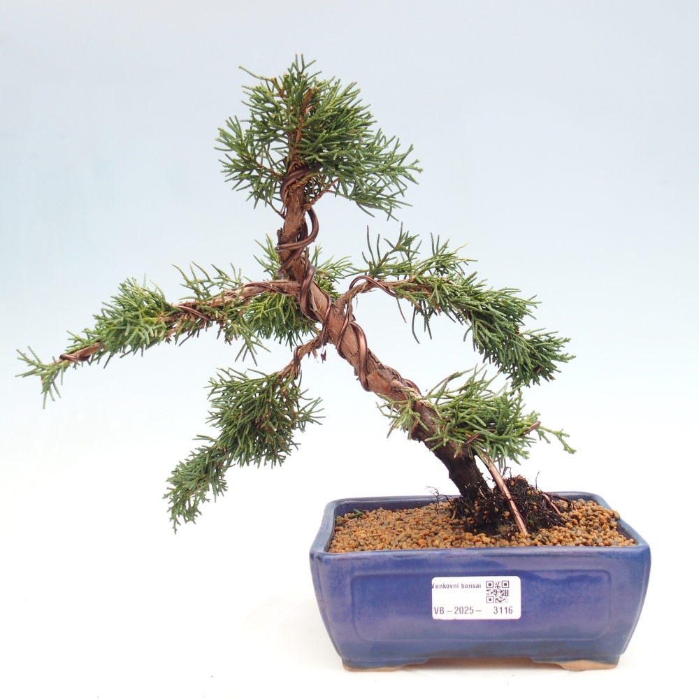 Bonsai da esterno - Juniperus chinensis Kishu