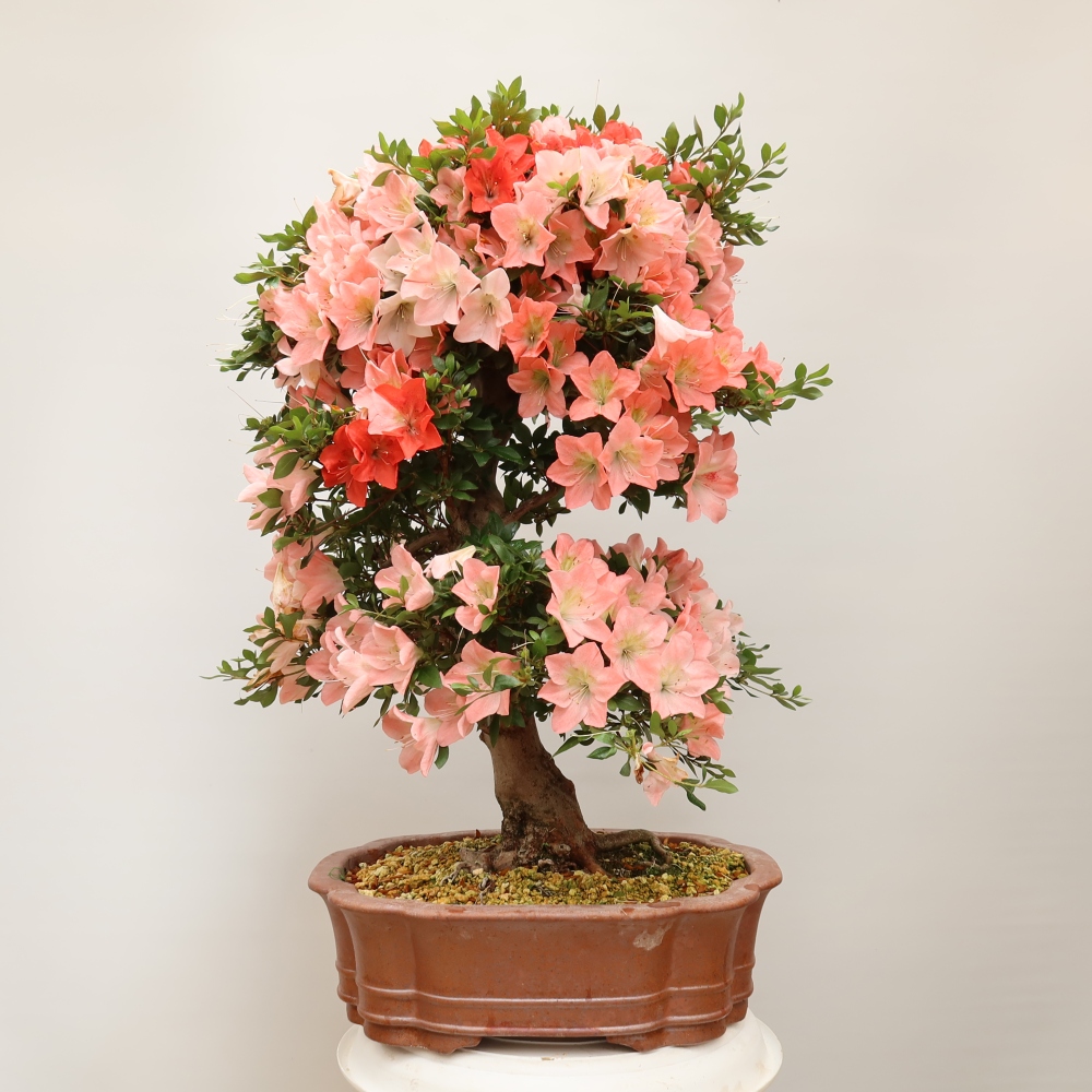 Bonsai da esterno - Azalea giapponese - Azalea Sansai