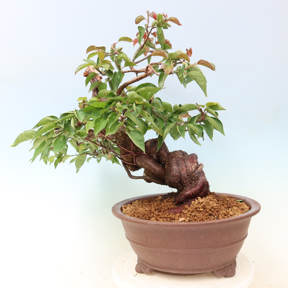 Bonsai da esterno - Albicocco giapponese - Prunus Mume