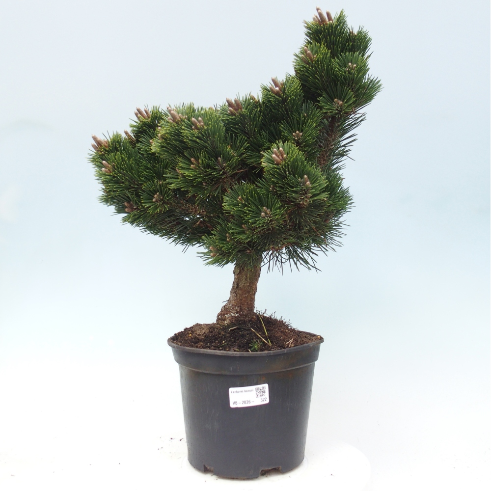 Bonsai da esterno - Pinus thunbergii senjyumaru - Pino di Thunberg