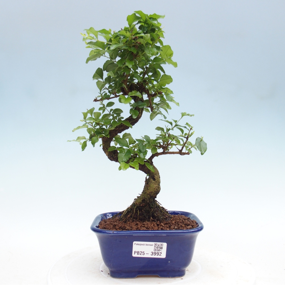 Camera bonsai -Ligustrum chinensis - Becco d'uccello