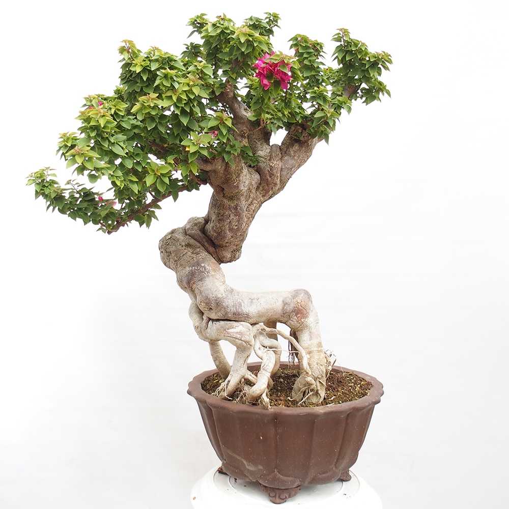 Camera bonsai - Bouganwilea
