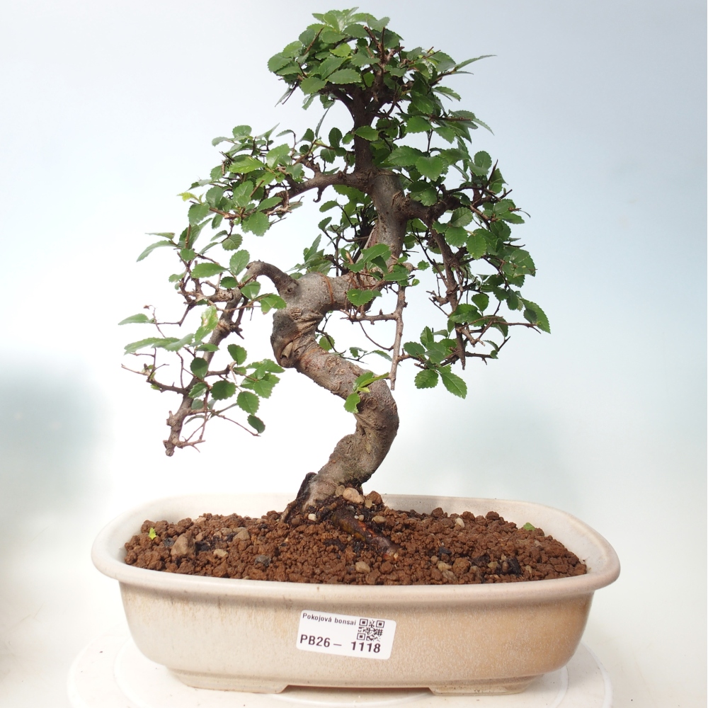 Camera bonsai - Ulmus parvifolia - Olmo a foglie piccole