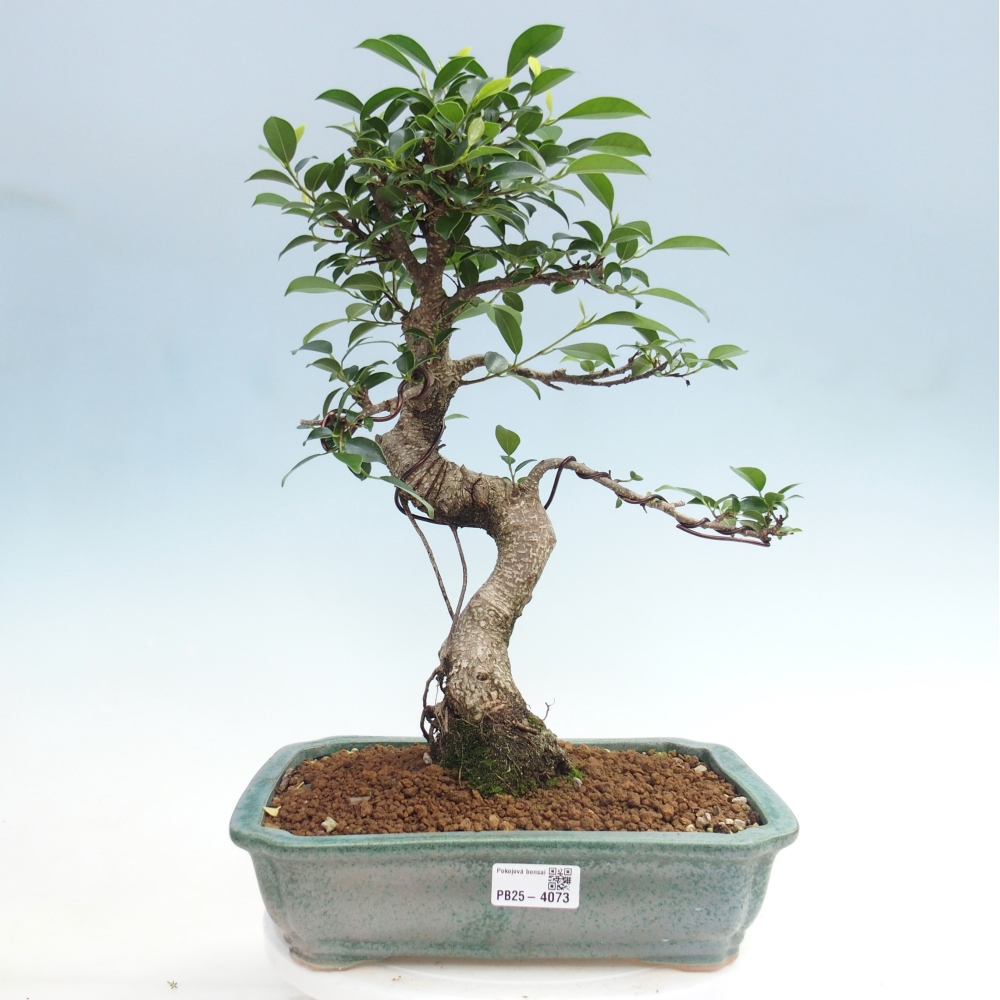 Camera bonsai - Ficus kimmen - ficus a foglie piccole