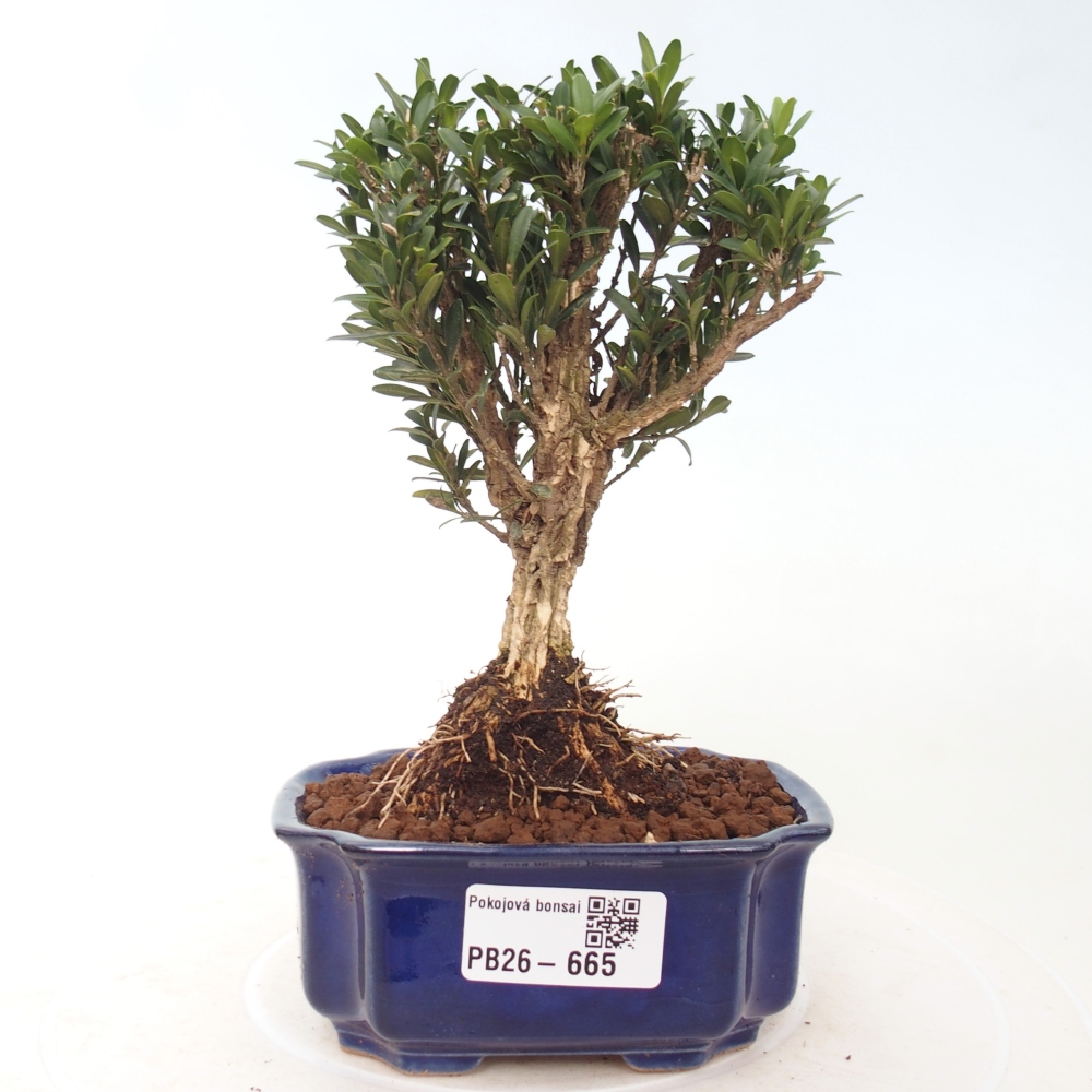 Camera bonsai - Buxus harlandii - buxus da sughero