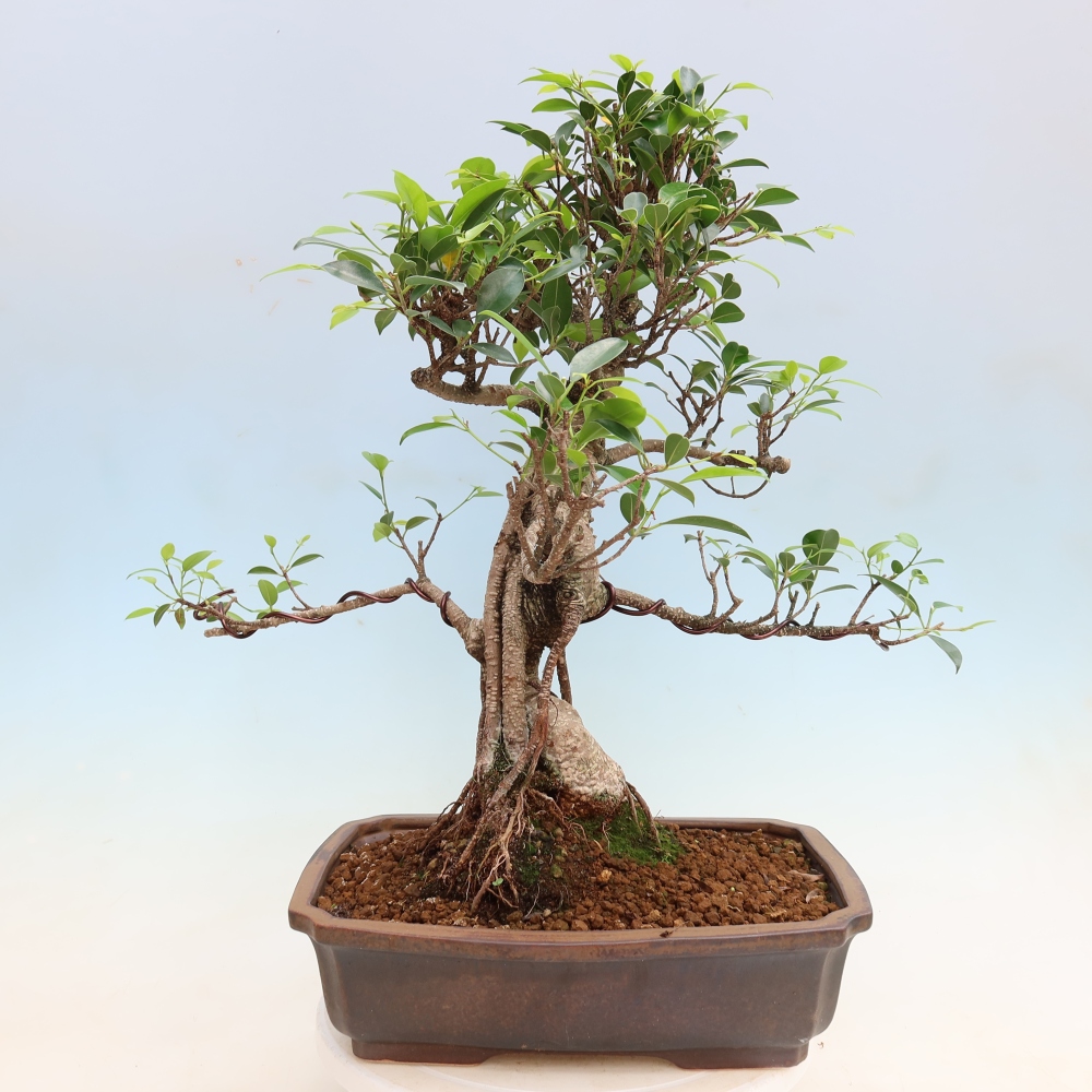 Camera bonsai - Ficus kimmen - ficus a foglie piccole