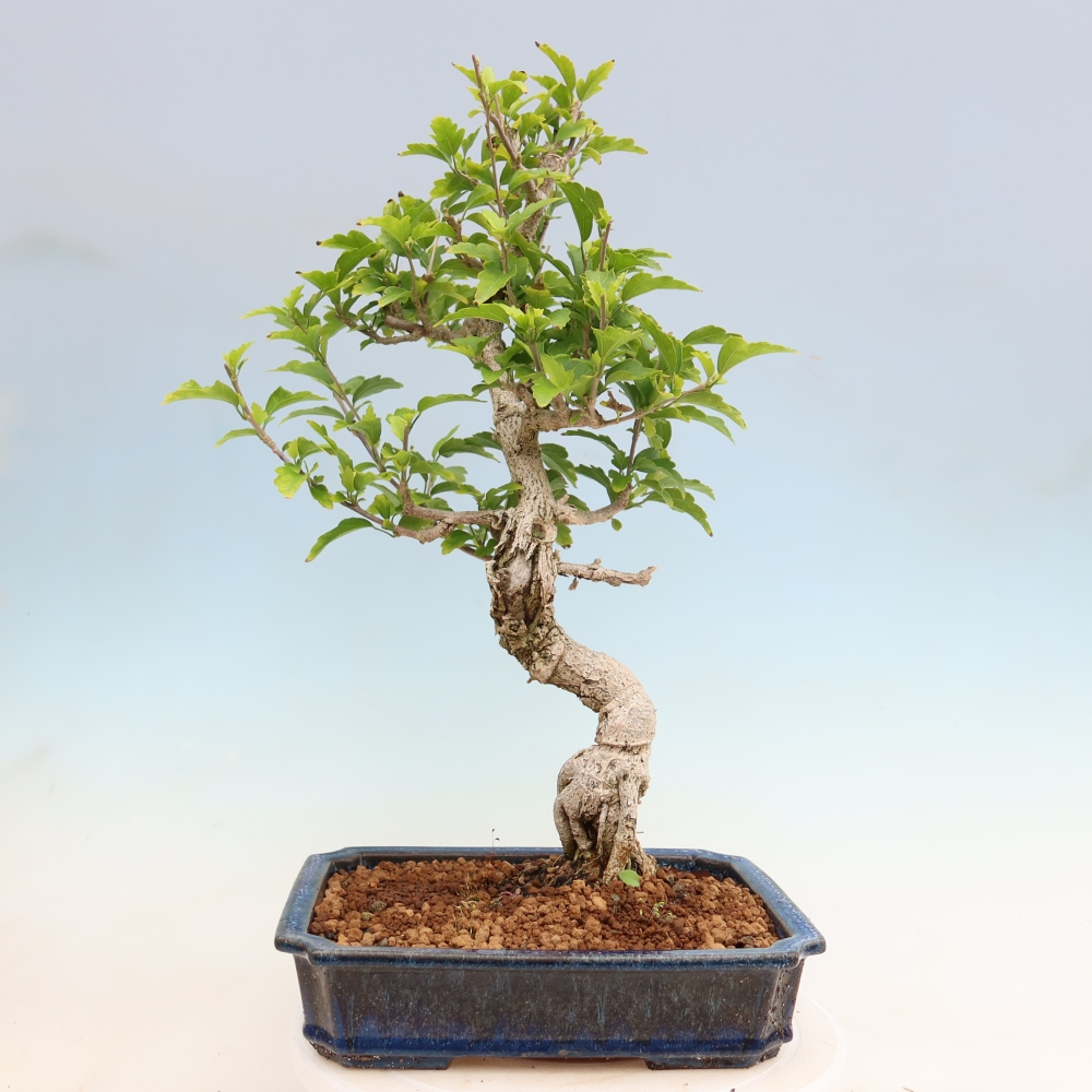 Bonsai da esterno - Hibiscus syriacus - Ibisco siriano